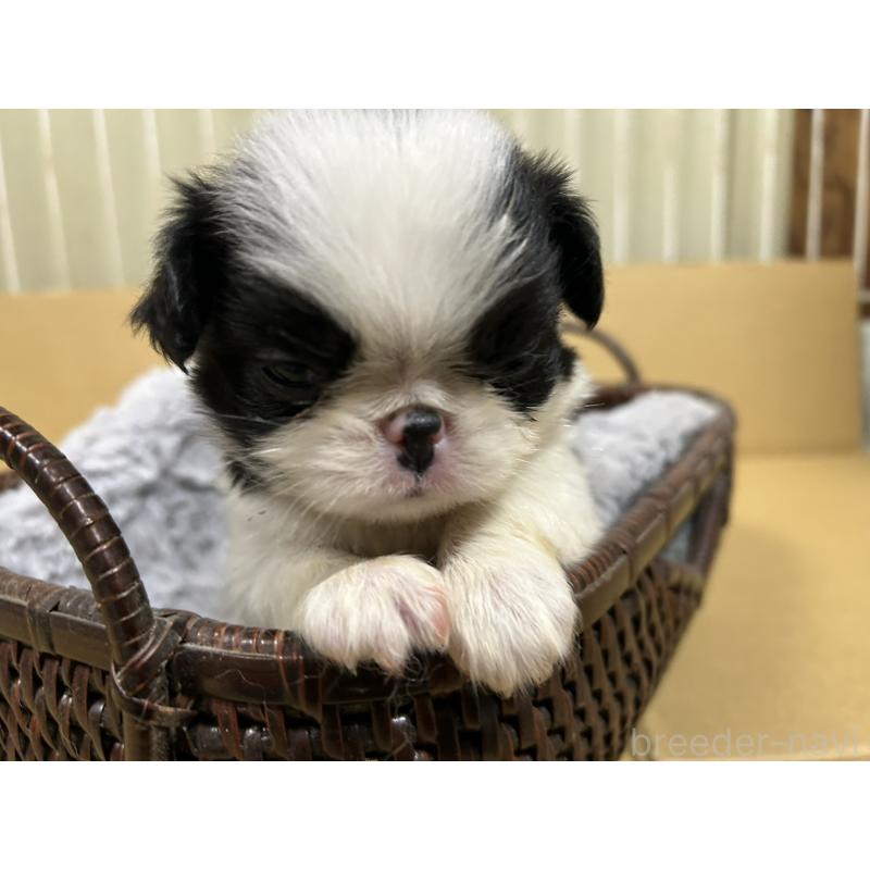 販売中の静岡県の狆 (チン)-424008の2枚目