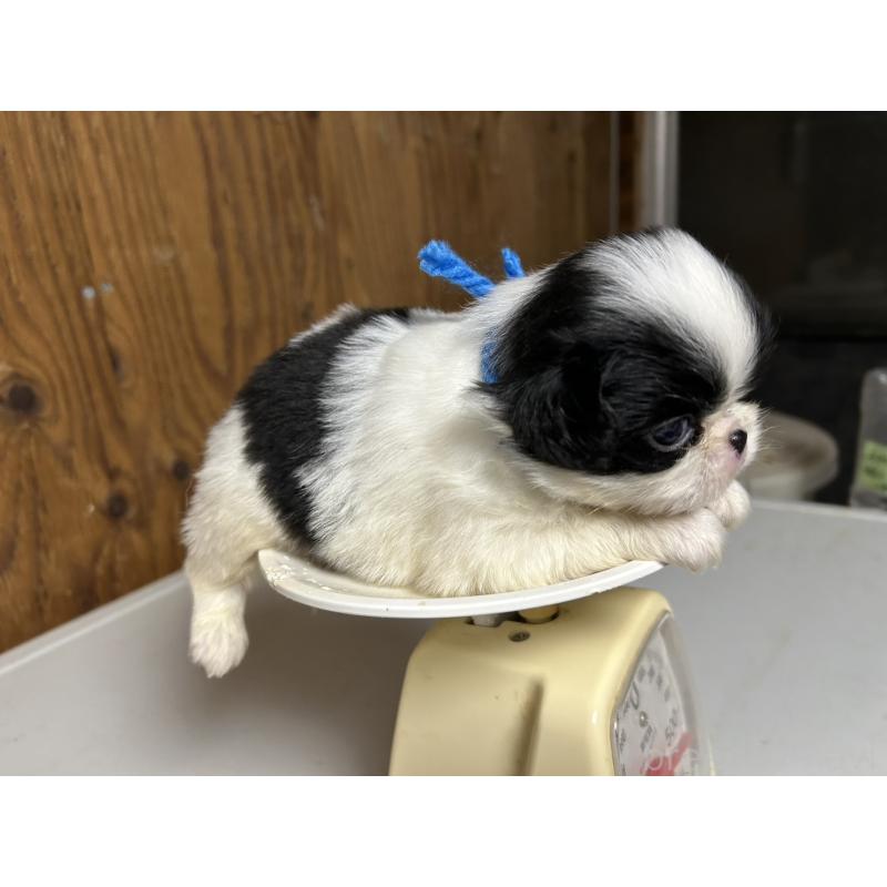 販売中の静岡県の狆 (チン)-424009の4枚目