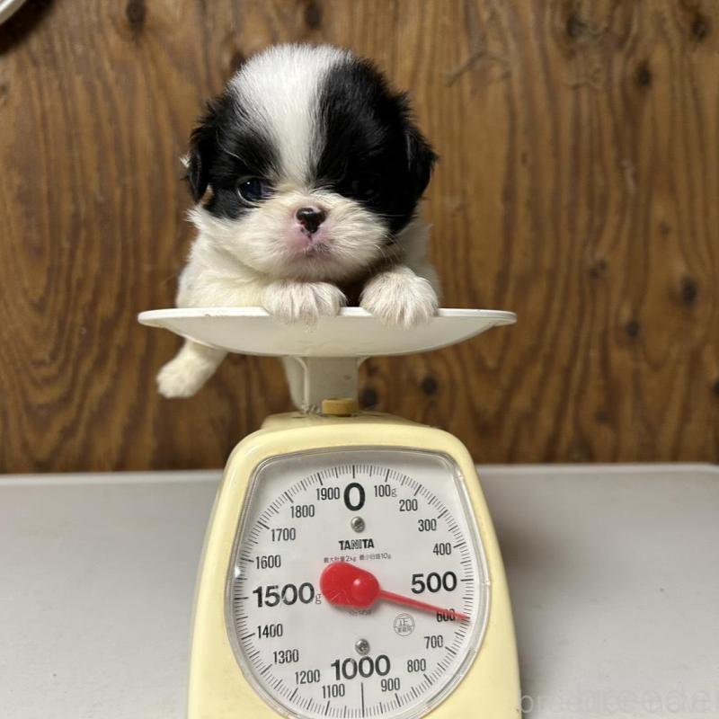 販売中の静岡県の狆 (チン)-424009の1枚目