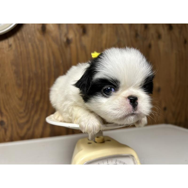 販売中の静岡県の狆 (チン)-424010の9枚目