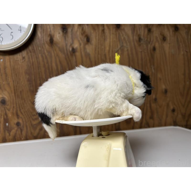 販売中の静岡県の狆 (チン)-424010の7枚目