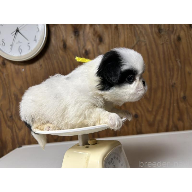 販売中の静岡県の狆 (チン)-424010の6枚目