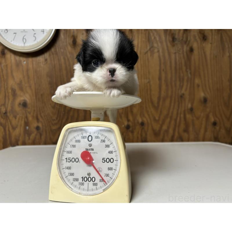 販売中の静岡県の狆 (チン)-424010の4枚目