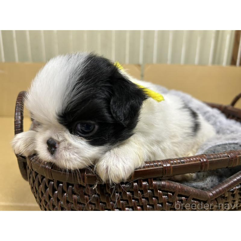 販売中の静岡県の狆 (チン)-424010の3枚目