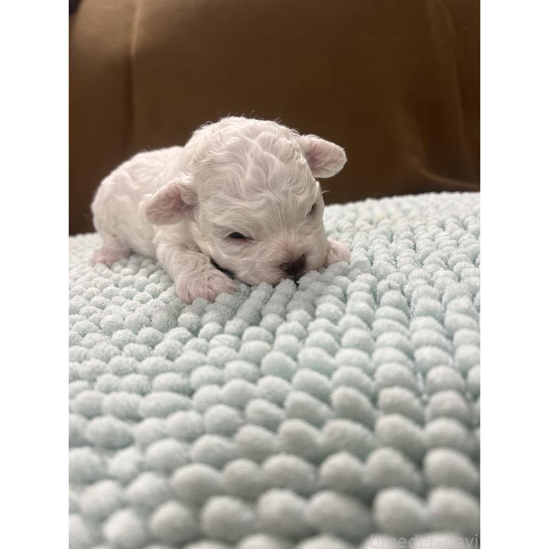 販売中の沖縄県のビションフリーゼ-424012の12枚目