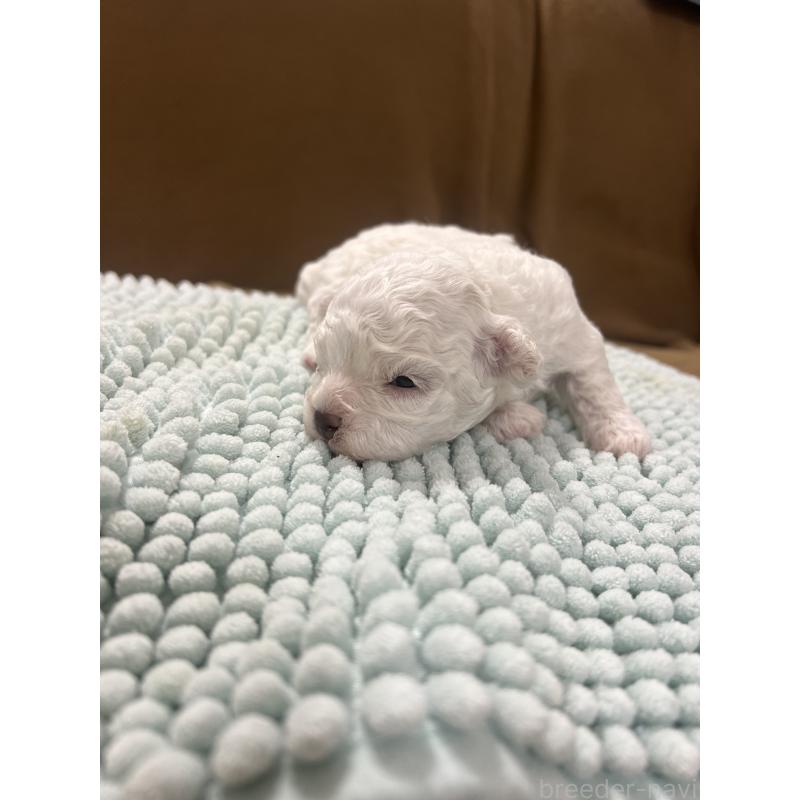 販売中の沖縄県のビションフリーゼ-424012の11枚目