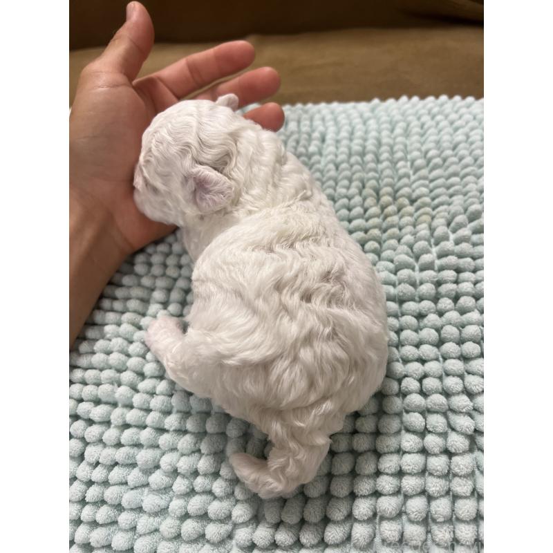 販売中の沖縄県のビションフリーゼ-424012の10枚目