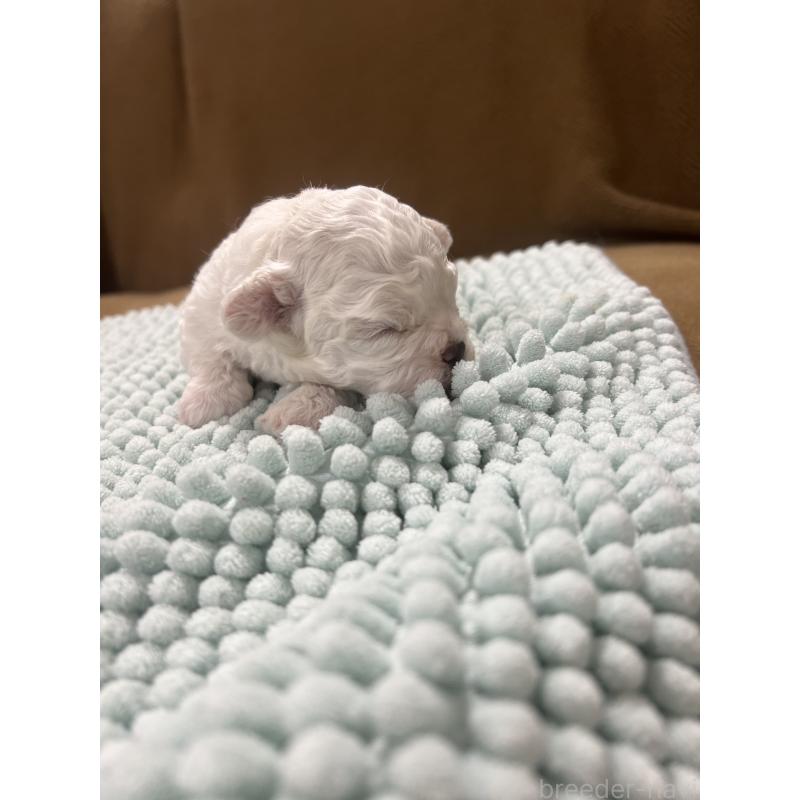 販売中の沖縄県のビションフリーゼ-424012の9枚目