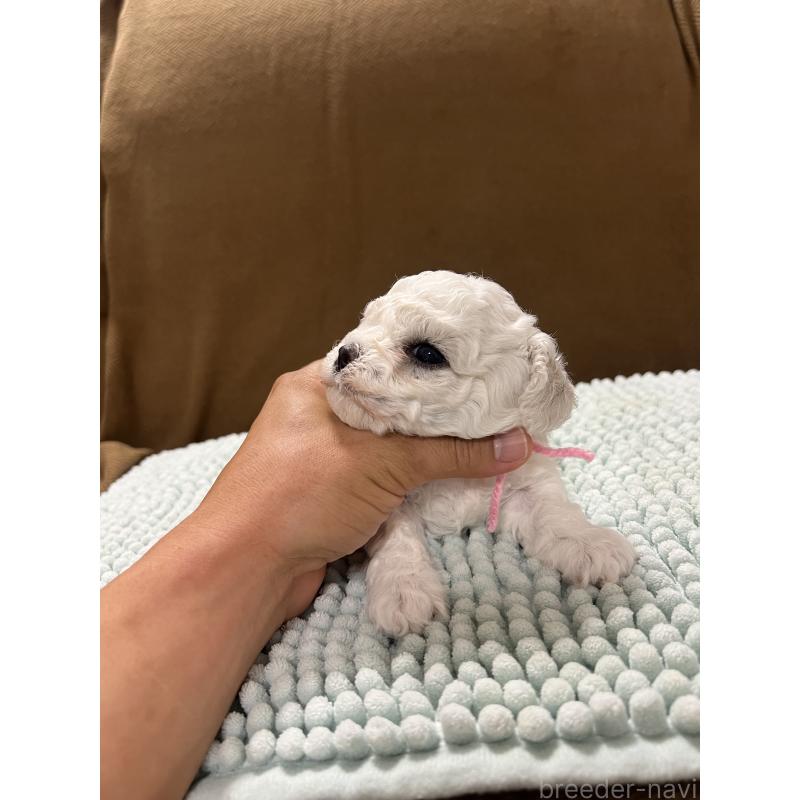 販売中の沖縄県のビションフリーゼ-424012の8枚目