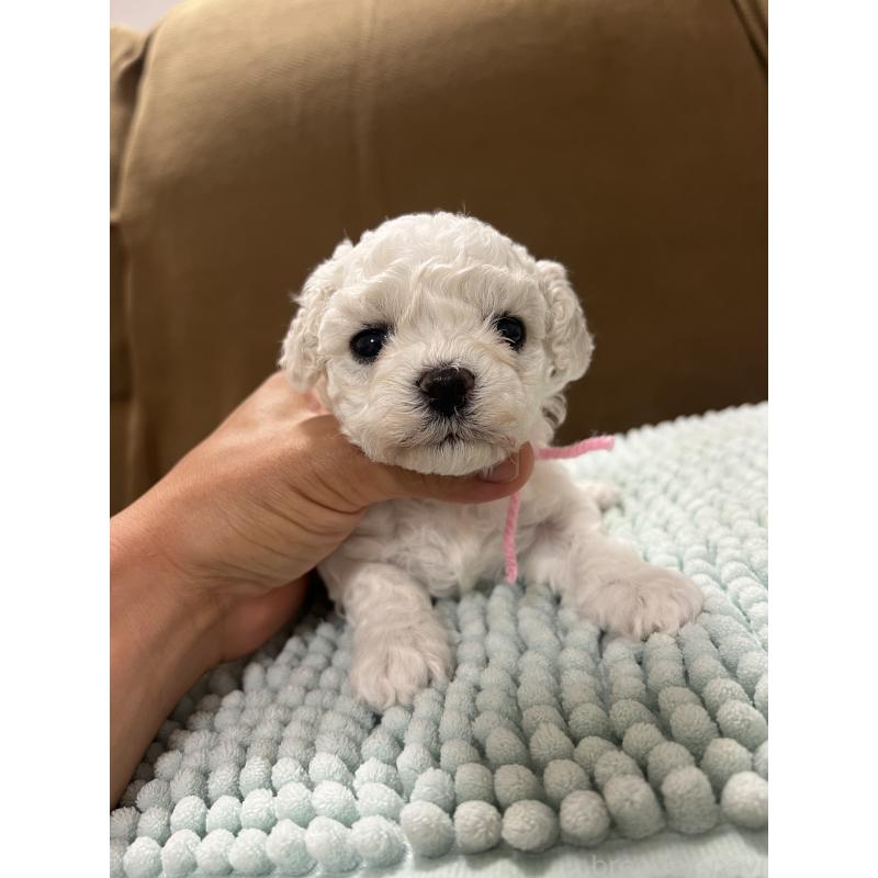 販売中の沖縄県のビションフリーゼ-424012の7枚目