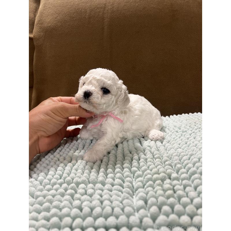 販売中の沖縄県のビションフリーゼ-424012の6枚目