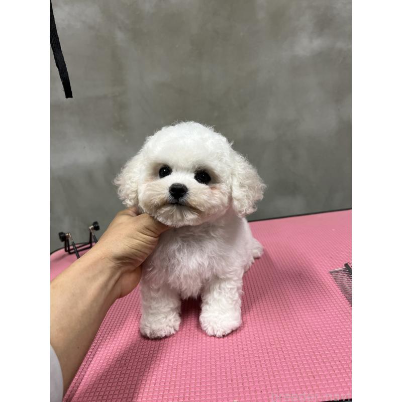 販売中の沖縄県のビションフリーゼ-424012の5枚目