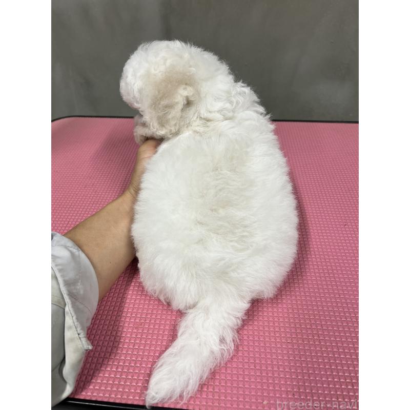 販売中の沖縄県のビションフリーゼ-424012の4枚目