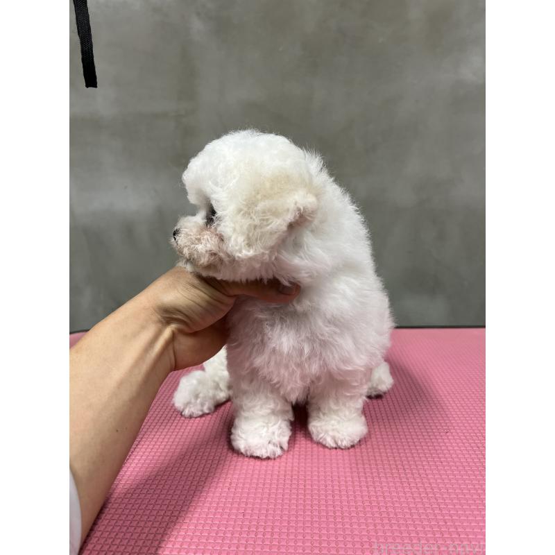 販売中の沖縄県のビションフリーゼ-424012の2枚目