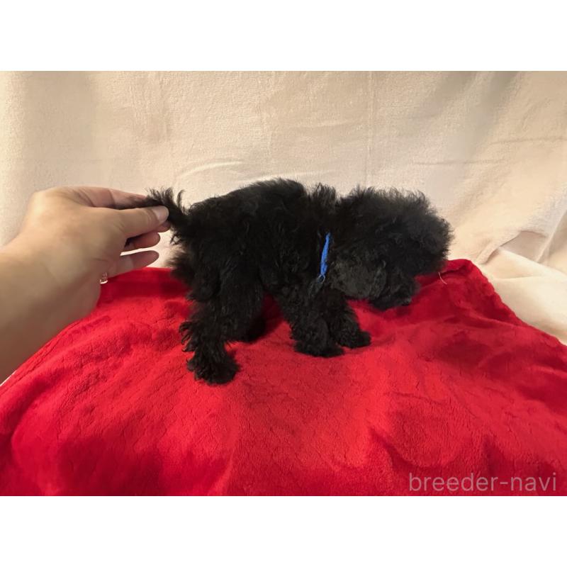 成約済の鹿児島県のティーカッププードル-409152の5枚目