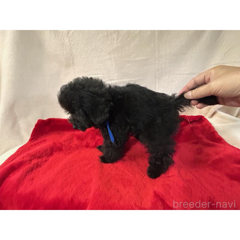 成約済の鹿児島県のティーカッププードル-409152の4枚目