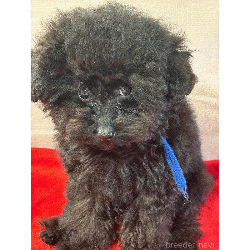 成約済の鹿児島県のティーカッププードル-409152の3枚目