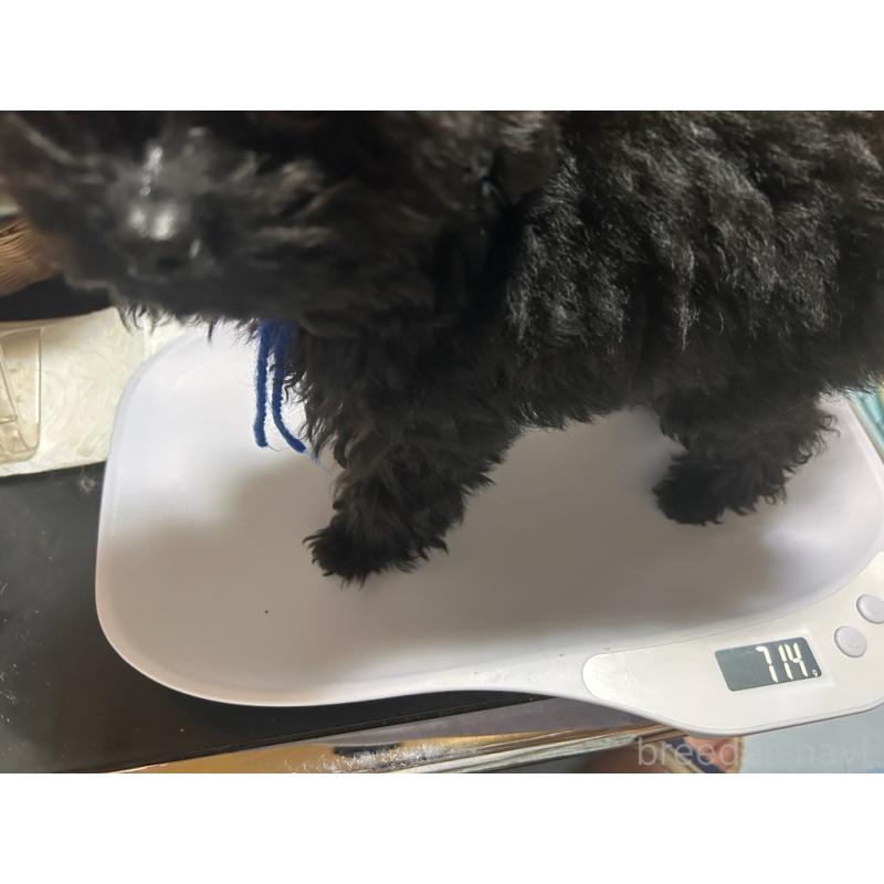 成約済の鹿児島県のティーカッププードル-409152の2枚目