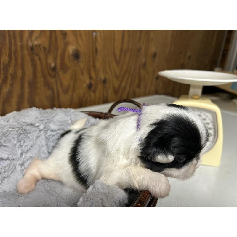 販売中の静岡県の狆 (チン)-424011の7枚目