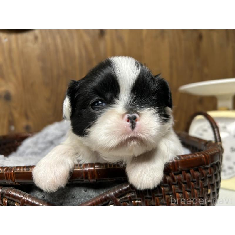 販売中の静岡県の狆 (チン)-424011の5枚目