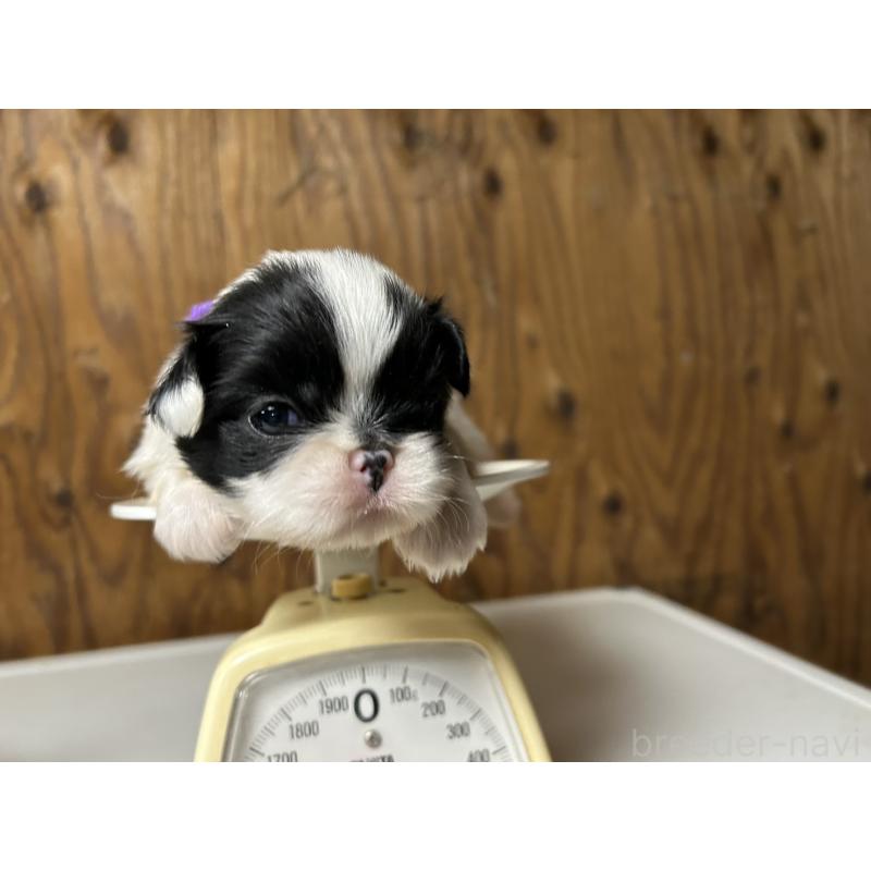 販売中の静岡県の狆 (チン)-424011の2枚目