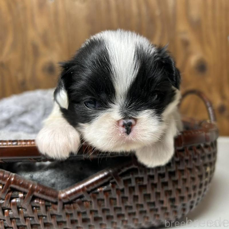 販売中の静岡県の狆 (チン)-424011の1枚目