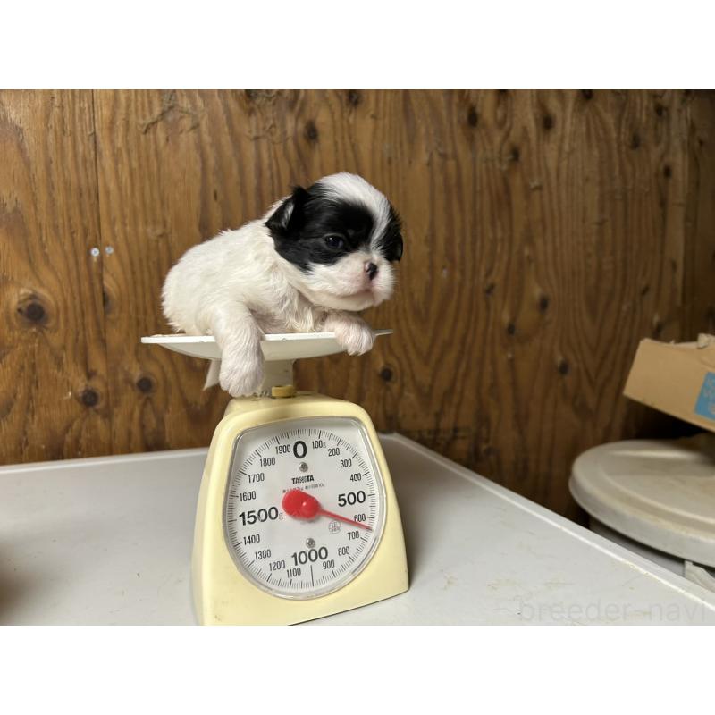 販売中の静岡県の狆 (チン)-424013の7枚目