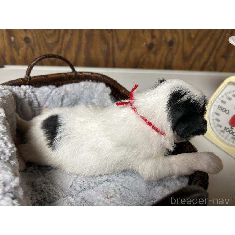 販売中の静岡県の狆 (チン)-424013の5枚目