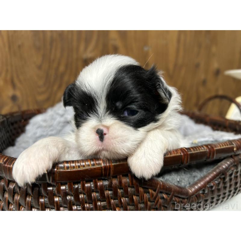 販売中の静岡県の狆 (チン)-424013の4枚目