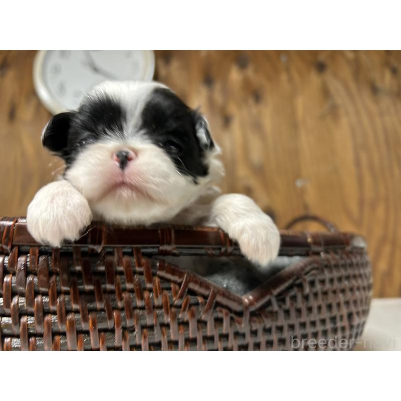 販売中の静岡県の狆 (チン)-424013の3枚目