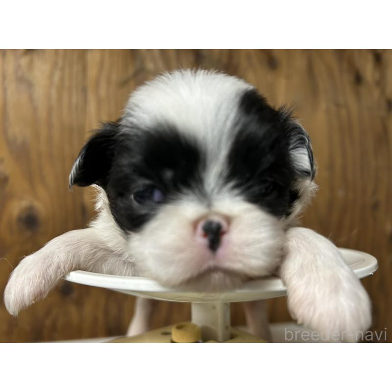 販売中の静岡県の狆 (チン)-424013の2枚目