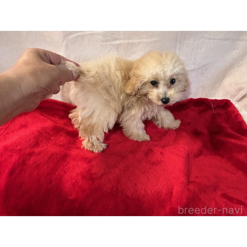 成約済の鹿児島県のティーカッププードル-409151の5枚目