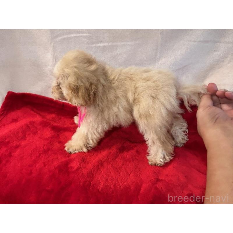 成約済の鹿児島県のティーカッププードル-409151の4枚目