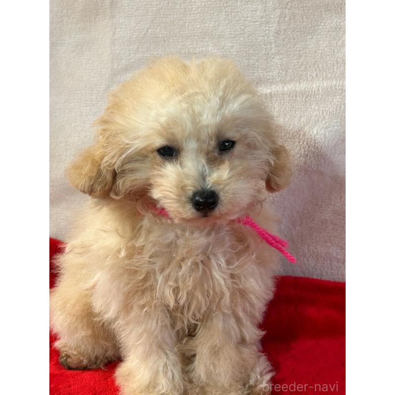 成約済の鹿児島県のティーカッププードル-409151の3枚目