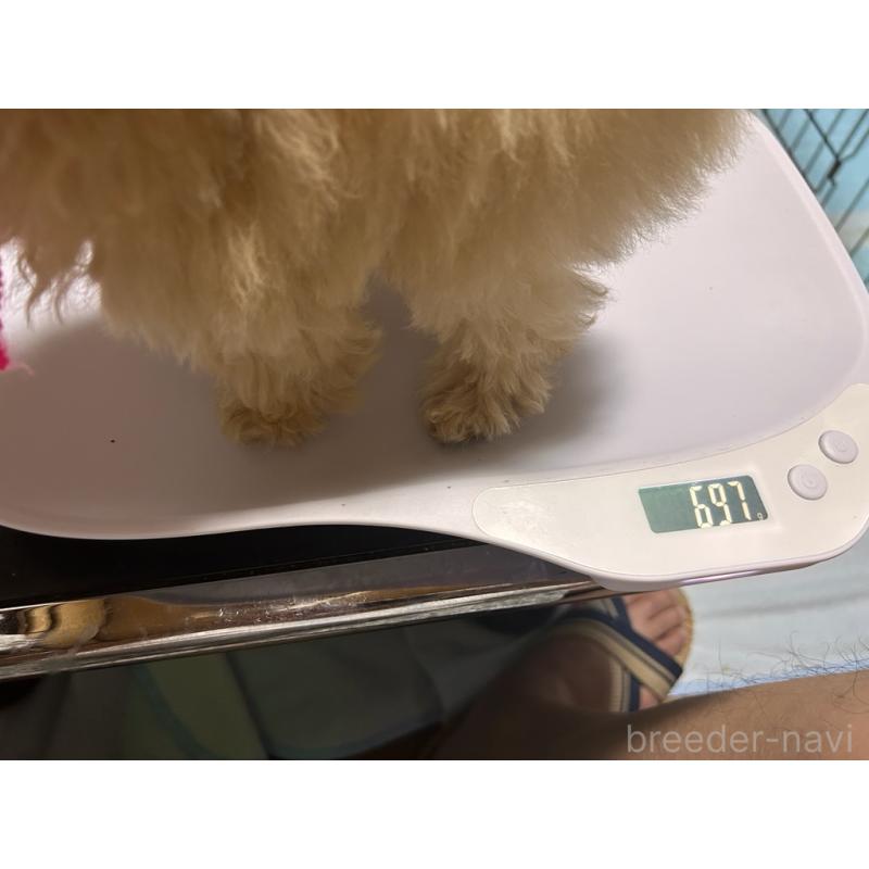 成約済の鹿児島県のティーカッププードル-409151の2枚目