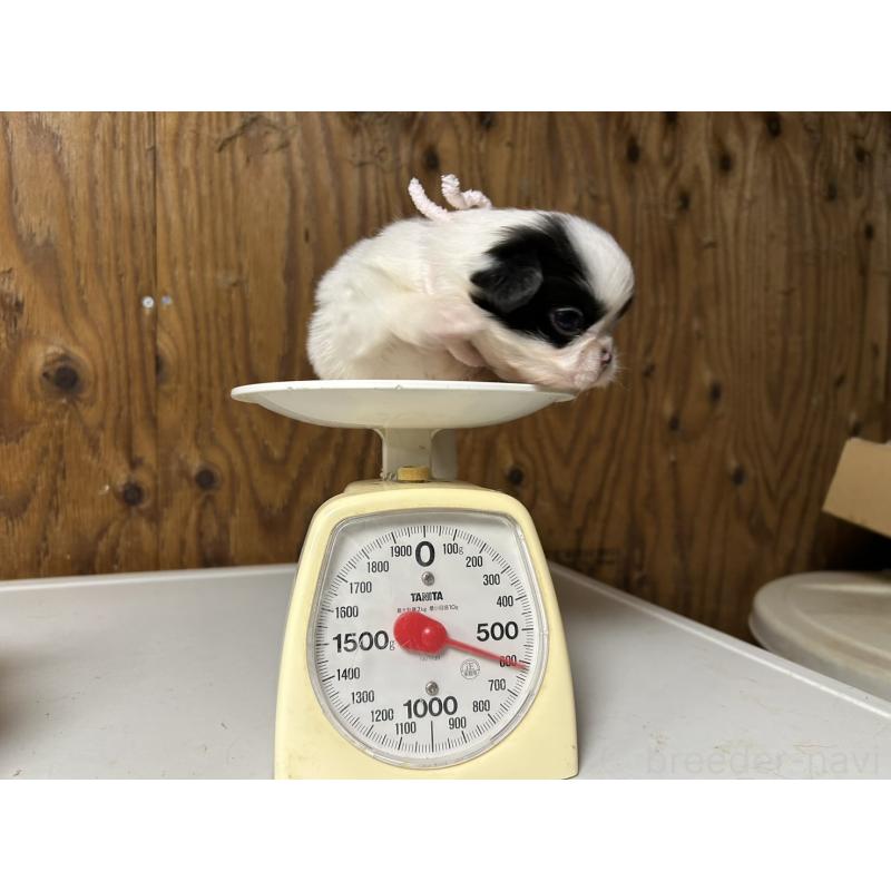 販売中の静岡県の狆 (チン)-424014の10枚目