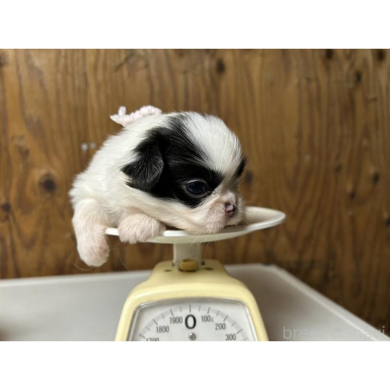 販売中の静岡県の狆 (チン)-424014の9枚目