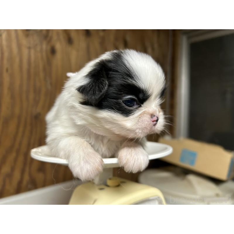 販売中の静岡県の狆 (チン)-424014の8枚目