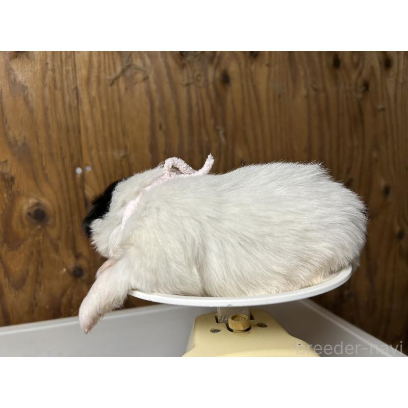 販売中の静岡県の狆 (チン)-424014の7枚目