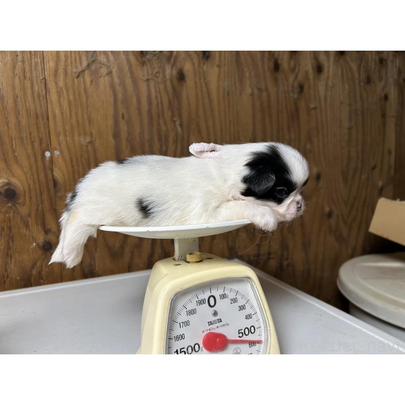 販売中の静岡県の狆 (チン)-424014の6枚目