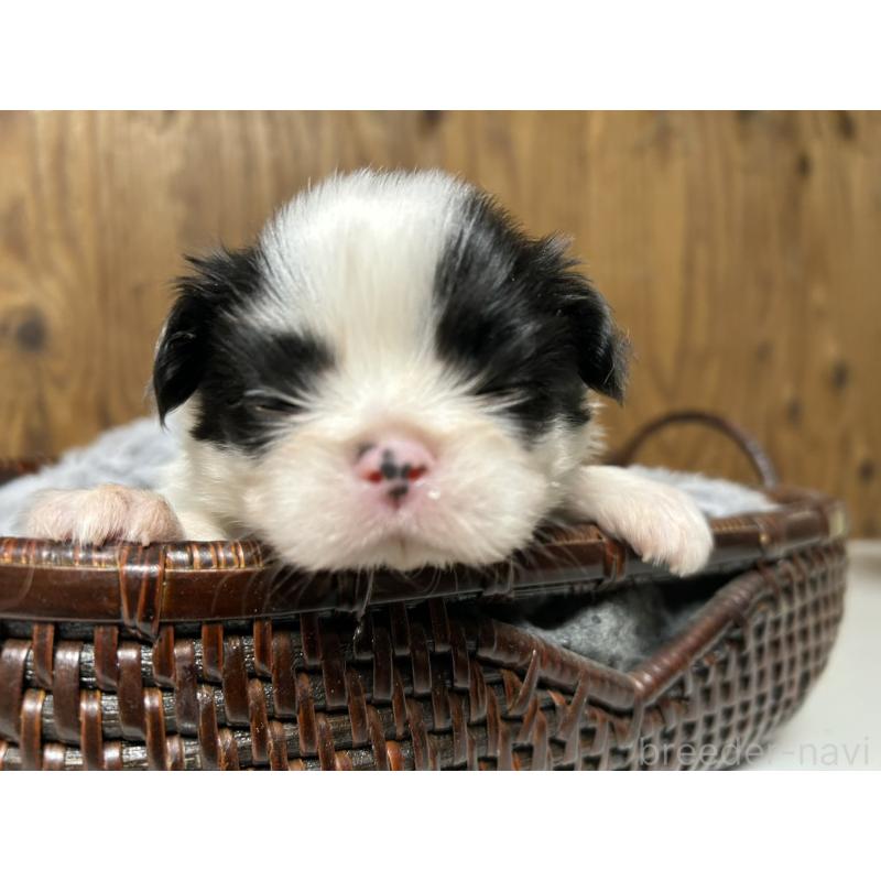 販売中の静岡県の狆 (チン)-424014の5枚目