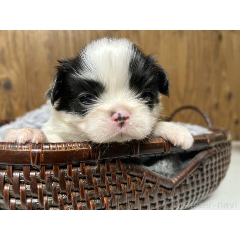 販売中の静岡県の狆 (チン)-424014の4枚目