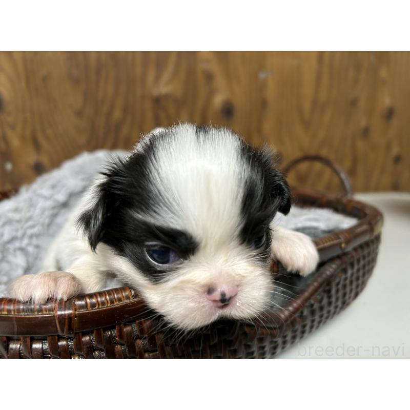 販売中の静岡県の狆 (チン)-424014の3枚目