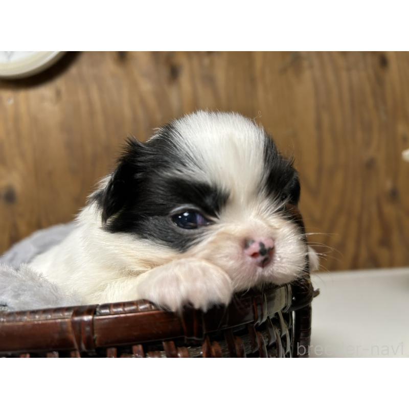 販売中の静岡県の狆 (チン)-424014の2枚目