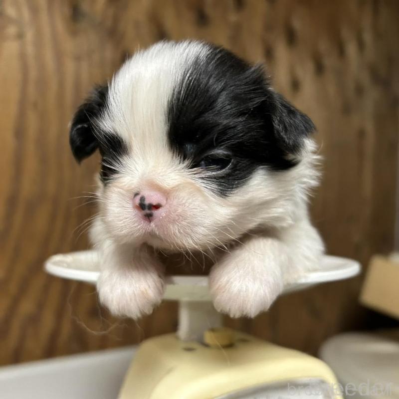 販売中の静岡県の狆 (チン)-424014の1枚目