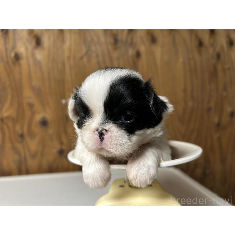 販売中の静岡県の狆 (チン)-424015の11枚目