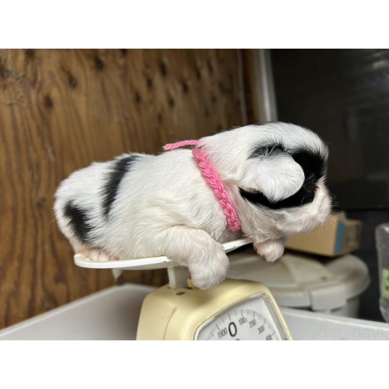 販売中の静岡県の狆 (チン)-424015の10枚目