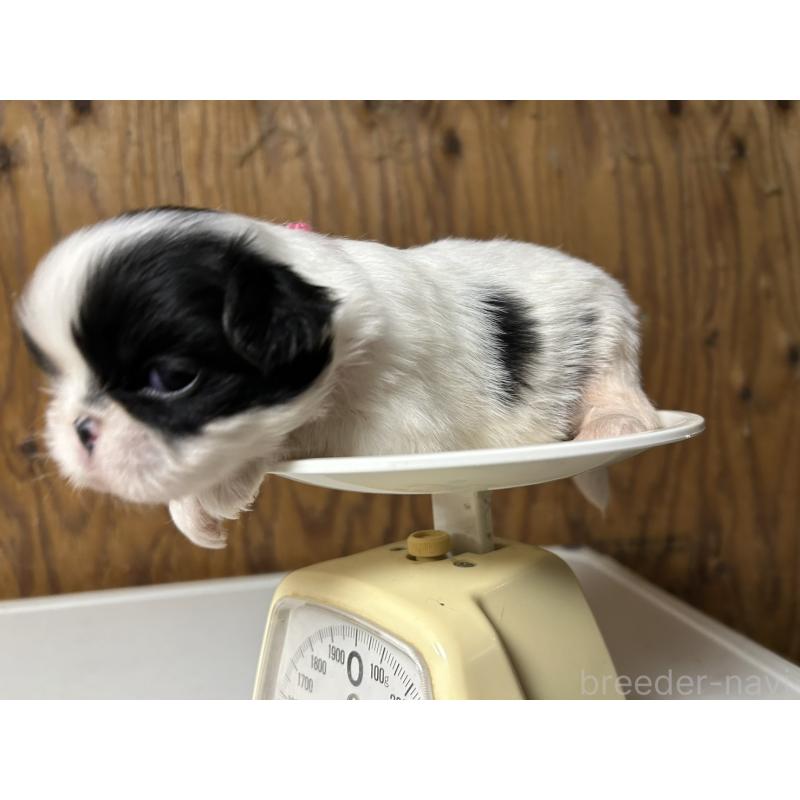 販売中の静岡県の狆 (チン)-424015の9枚目