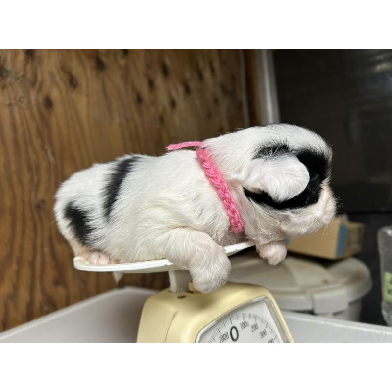 販売中の静岡県の狆 (チン)-424015の8枚目