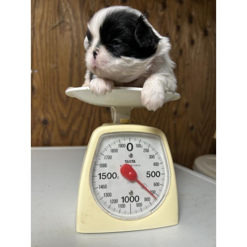 販売中の静岡県の狆 (チン)-424015の7枚目